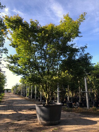 Japanse esdoorn Acer palmatum, Meerstammig, Rode herfstkleur, ca. 300