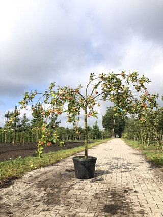 3x Sierappel Malus ‘Red Sentinel’, Bloesemboom, Rode sierappeltjes, ca