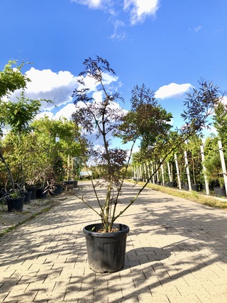 Zwarte vlier Sambucus ‘Black Lace’, Meerstammig, Roodbladig, ca. 150 c