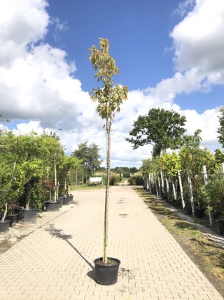 Japanse sierkers Prunus ‘Amanogawa’, Bloesemboom, Roze bloei, ca. 4 m