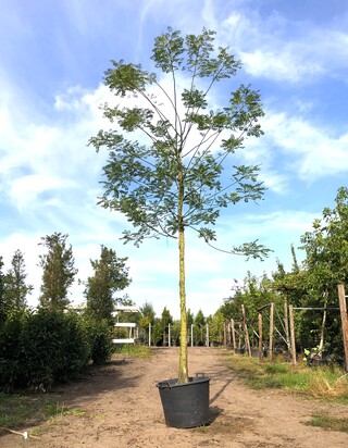 2x Honingboom Sophora japonica, Witte bloei, ca. 6 m hoog