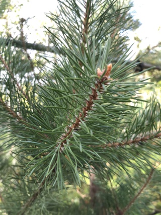 Grove den Pinus sylvestris, Naaldboom, Wintergroen, ca. 2 m hoog