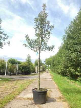Perenboom Pyrus ‘Doyenne du Comicé’, Fruitboom, ca. 4 m hoog