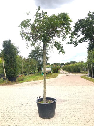 2x Rode acacia Robinia m. ‘Casque Rouge’, Dakboom, Rozerode bloei, ca.
