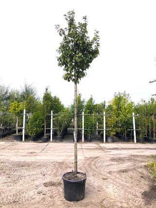 3x Sierkers Prunus ‘Spire’, Bloesemboom, Lichtroze bloei, ca. 4 m hoog