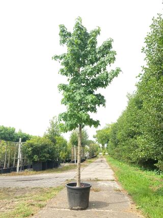 3x Amberboom Liquidambar styraciflua, Herfstverkleuring, ca. 4 m hoog