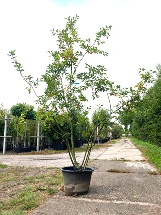 2x Sierappel Malus ‘Red Sentinel’, Meerstammig, Rode sierappeltjes, ca