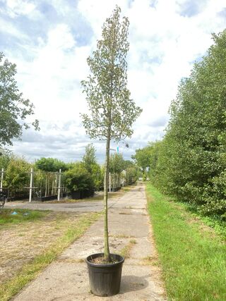 2x Perenboom Pyrus ‘Triomph de Vienne’, Fruitboom, ca. 3 m hoog