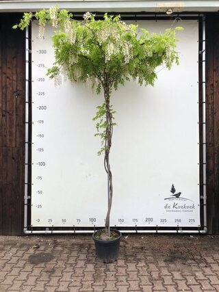 2x Witteregen Wisteria ‘Alba’, Dakboom, Witte bloei, ca. 220 cm stamho