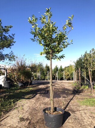 3x Laurierkers Prunus ‘Novita’, Leigeschikt, Wintergroen, ca. 4 m hoog