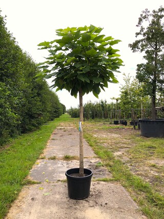 2x Trompetboom Catalpa ‘Nana’, Bolboom, ca. 160 cm stamhoogte