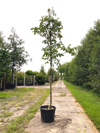 3x Walnotenboom Juglans ‘Chandler’, Vruchtboom, ca. 3 m hoog