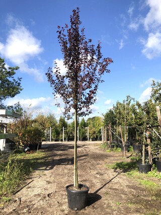 4x Kerspruim Prunus ‘Nigra’, Bloesemboom, Roodbladig, ca. 4 m hoog