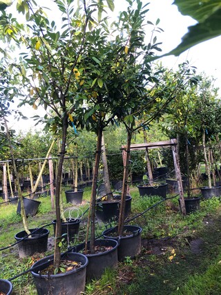 4x Laurierkers Prunus ‘Novita’, Leigeschikt, Wintergroen, ca. 4 m hoog