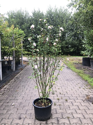 2x Altheastruik Hibiscus ‘Lady Stanley’, Sierheester, Roze bloei, ca.