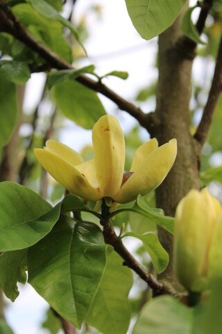 Beverboom Magnolia ‘Yellow River’, Meerstammig, Zachtgele bloei, ca. 2