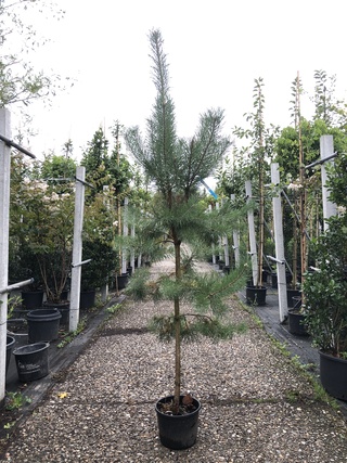 3x Grove den Pinus sylvestris, Naaldboom, Wintergroen, ca. 175 cm hoog