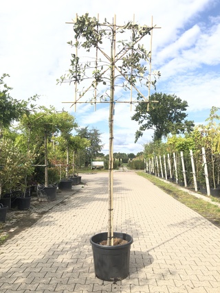 3x Steeneik Quercus ilex, Leiboom, Wintergroen, ca. 180 cm stamhoogte