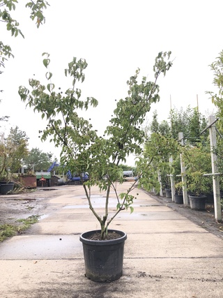 2x Japanse kornoelje Cornus ‘Weisse Fontaine’, Meerstammig, Witte bloe