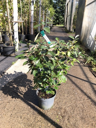 100x Olijfwilg Elaeagnus ebbingei, Haagplant, Wintergroen, ca. 60-80 c