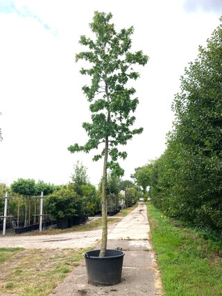 2x Amberboom Liquidambar styraciflua, Herfstverkleuring, ca. 6 m hoog
