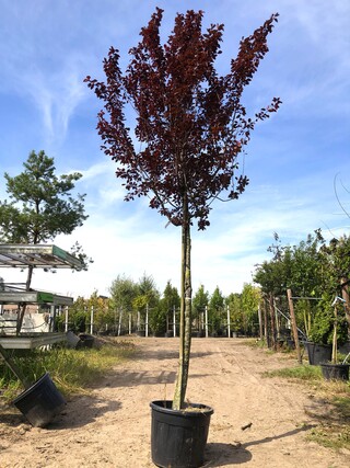Kerspruim Prunus ‘Nigra’, Bloesemboom, Roodbladig, ca. 4 m hoog