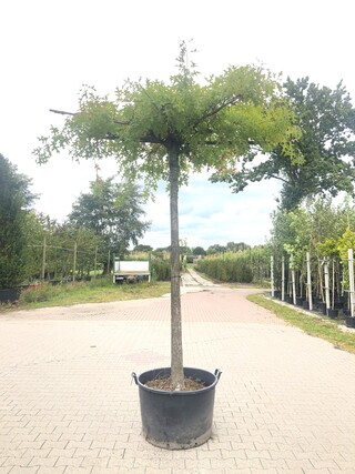 2x Moeraseik Quercus palustris, Dakboom, ca. 220 cm stamhoogte