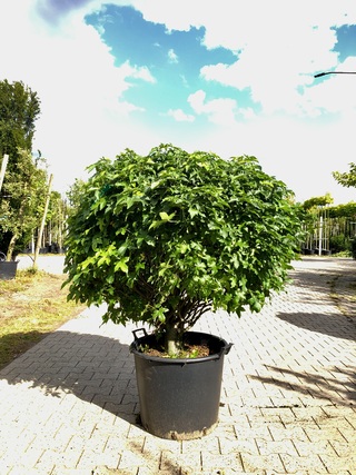 3x Amberboom Liquidambar ‘Gum Ball’, Bolboom, Herfstverkleuring, ca. 2
