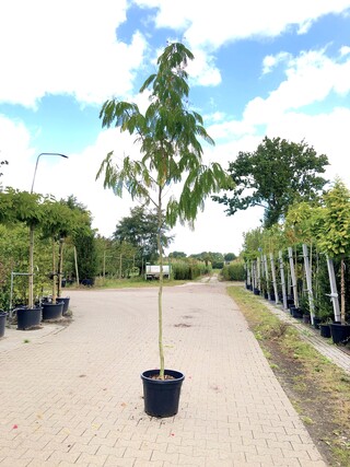 Perzische slaapboom Albizia ‘Rouge de tuiliere’, Bloesemboom, Roodroze