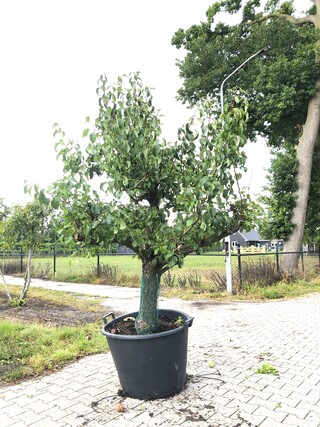 3x Perenboom Pyrus ‘Conference’, Karakterboom, Vruchtdragend, ca. 250