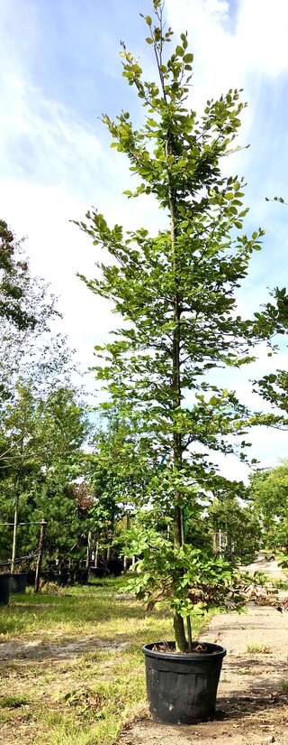 2x Beuk Fagus sylvatica, ca. 5 m hoog