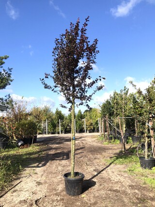 3x Kerspruim Prunus ‘Nigra’, Bloesemboom, Roodbladig, ca. 4 m hoog