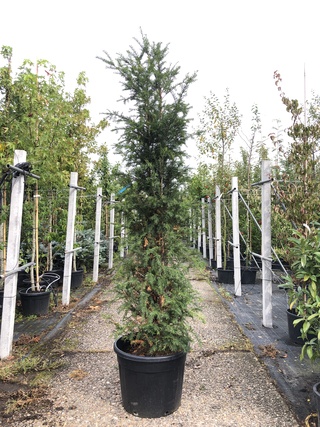 2x Venijnboom Taxus baccata, Haagplant, Wintergroen, ca. 225 cm hoog