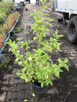 50x Bosplantsoen Euonymus, Viburnum, Amelanchier, Cornus, Aronia, Sier