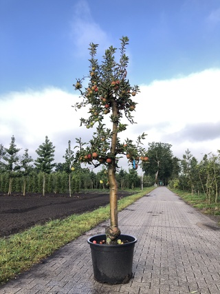 10x Fruitgaardboom Malus ‘Elstar’ en Pyrus ‘Conference’, Fruitgaardboo