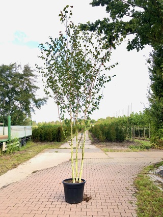 Himalayaberk Betula ‘Doorenbos’, Meerstammig, Witte stam, ca. 300 cm h