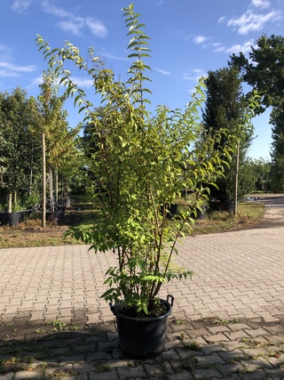 3x Bruidsbloem Deutzia ‘Plena’, Sierheester, Witroze bloei, ca. 175 cm