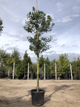 3x Portugese laurier Prunus ‘Angustifolia’, Leigeschikt, Wintergroen,