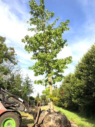 Amberboom Liquidambar styraciflua, Herfstverkleuring, ca. 7 m hoog