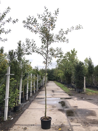 2x Olijfwilg Eleagnus multiflora, Loofboom, Semi wintergroen, ca. 3 m