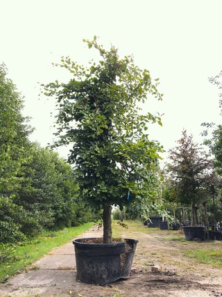 Beuk Fagus sylvatica, ca. 3 m hoog