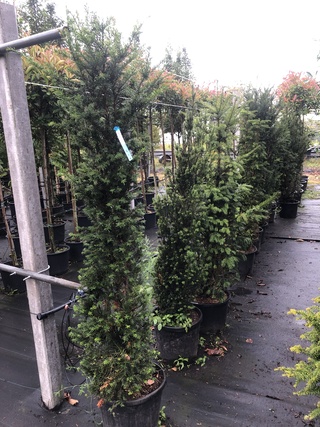 20x Venijnboom Taxus baccata, Haagplant, Wintergroen, ca. 7 m1 haag