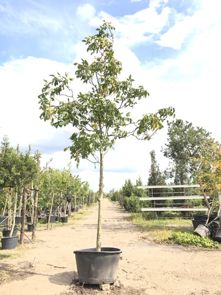 Walnotenboom Juglans regia, Vruchtboom, ca. 4 m hoog