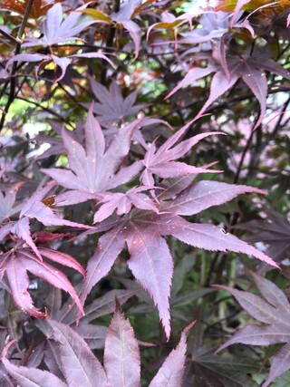 Japanse esdoorn Acer ‘Bloodgood’, Meerstammig, Rood blad, ca. 175 cm h