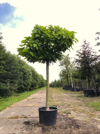 Trompetboom Catalpa ‘Nana’, Bolboom, ca. 150 cm stamhoogte