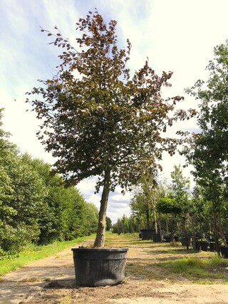 Rode beuk Fagus ‘Atropunicea’, Roodbladig, ca. 5 m hoog