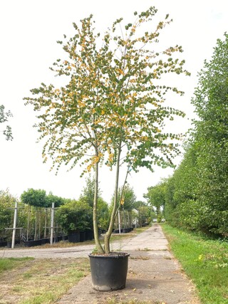 Hartjesboom Cercidiphyllum japonicum, Meerstammig, Roodgele herfstkleu