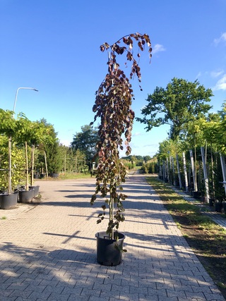 2x Rode treurbeuk Fagus ‘Purple Fountain’, Prieelboom, Roodbladig, ca.