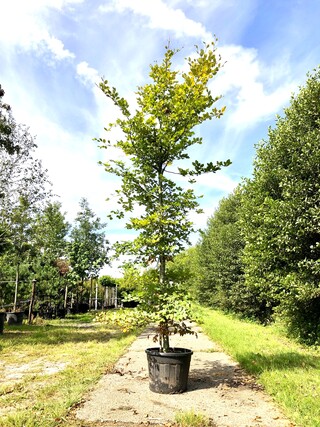 Beuk Fagus sylvatica, ca. 4 m hoog
