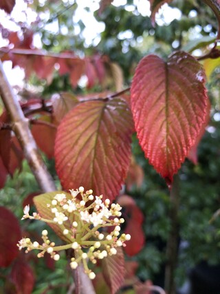 Japanse sneeuwbal Viburnum ‘Mariesii’, Meerstammig, Witte bloei, ca. 2